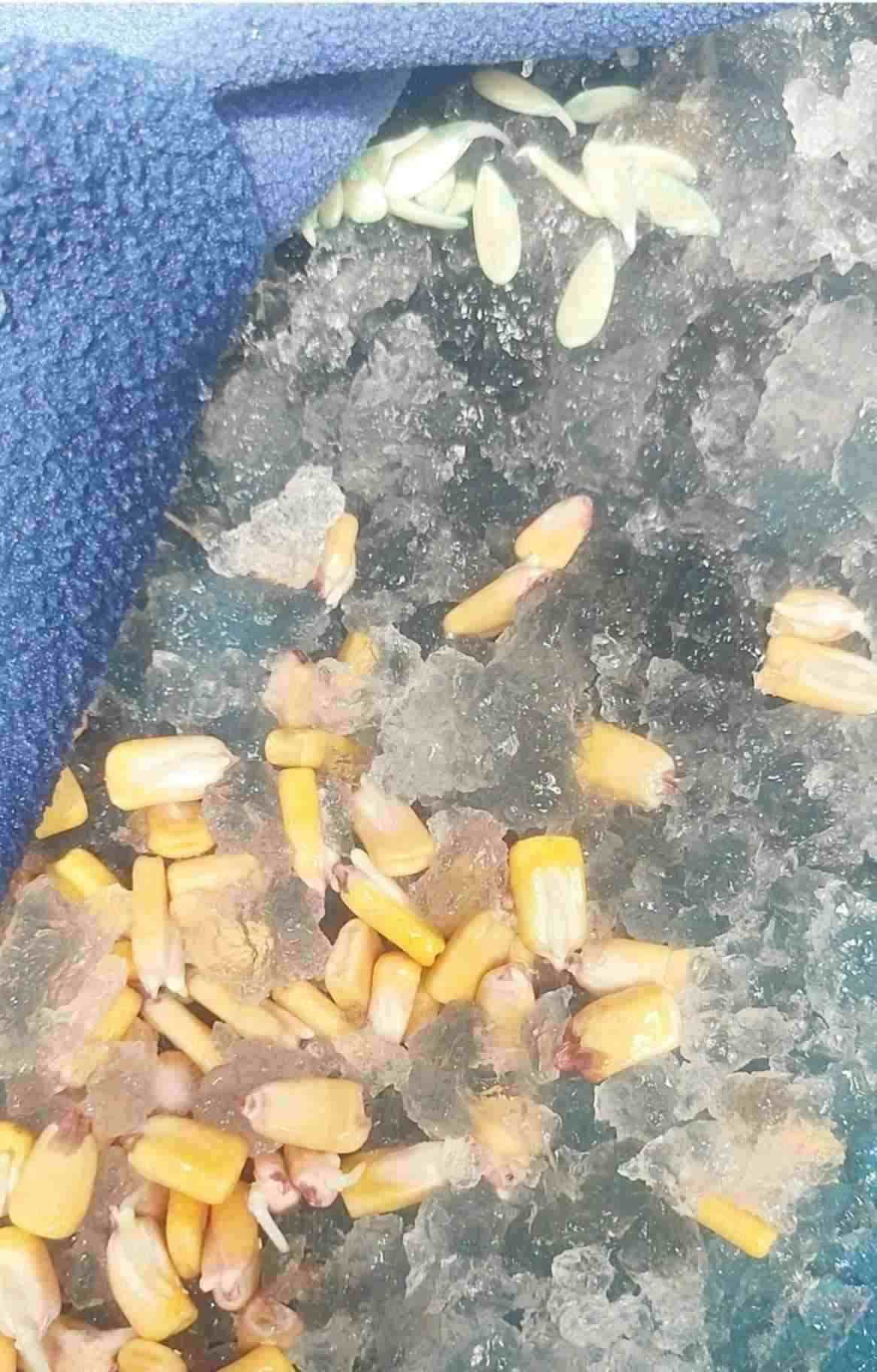 تصویر 1 از فروش مستقیم هیدروژل مخصوص درختان باغچه | بسته ۱، ۵  کیلویی
